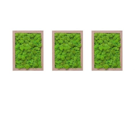 set-3-tablouri-licheni-decorativi-verde-lime-3x19x23-rama-lemn-tb446
