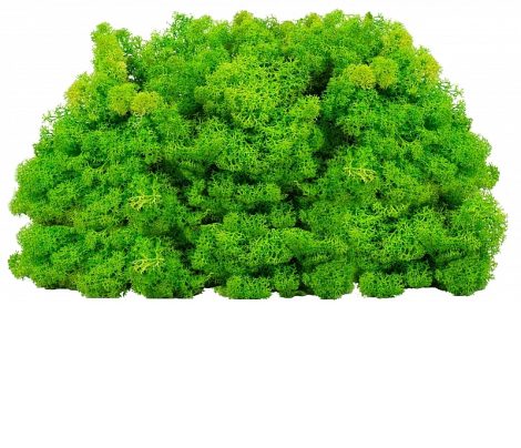 licheni-decorativi-conservati-0-5kg-verde-deschis-cal-1-101260-2