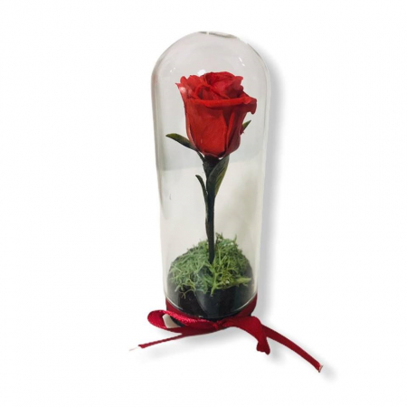 trandafir-criogenat-in-cupola-de-sticla-254-2147