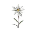 Flori de sapun si Floare de Colt naturala-1