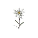 martisor-floare-de-colt