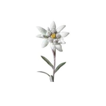 martisor-floare-de-colt